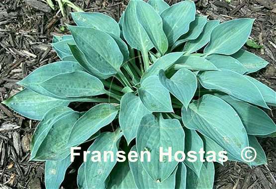 Hosta Azure Gem